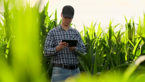 Agricultor-Que-Utiliza-Una-Tableta-Digital-Cultivando-Una-Plantación-De-Maíz-En-El-Fondo.-Aplicación-De-Tecnología-Moderna-En-El-Concepto-De-Actividad-Agrícola-Creciente.